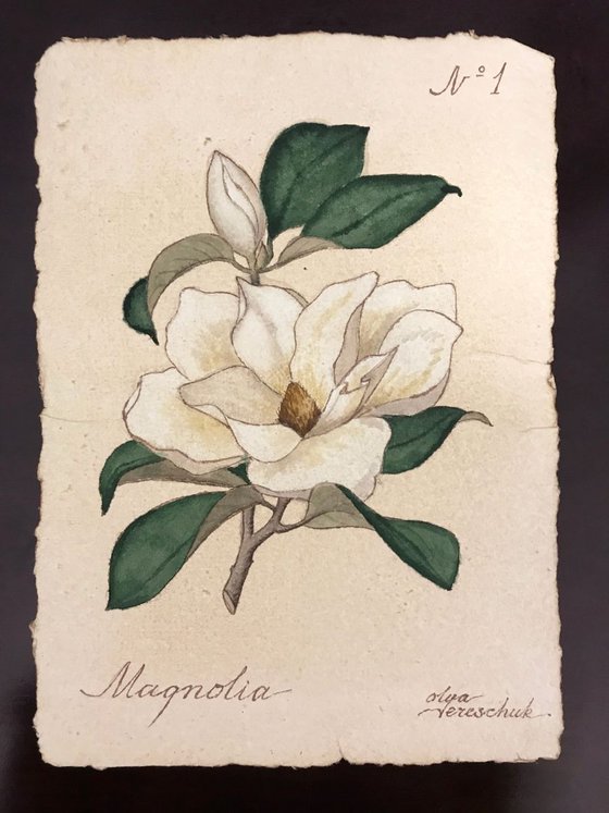 Magnolia