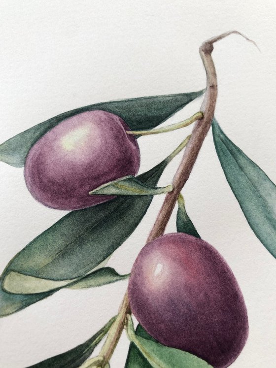 Olive branch. Original watercolor artvork.