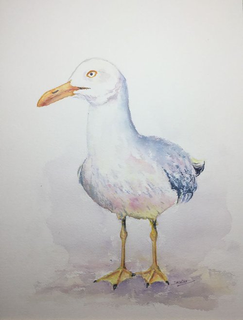 Seagull by Sabrina’s Art