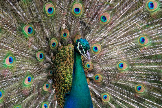 The Peacock