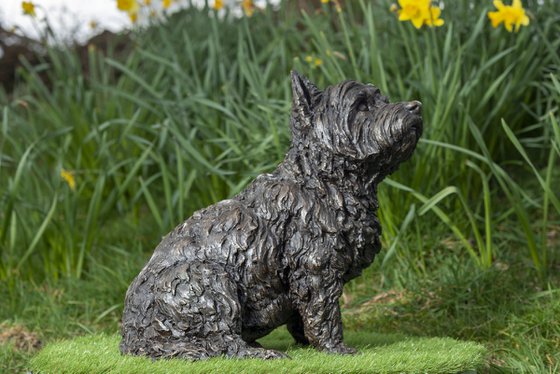 West Highland Terrier BR