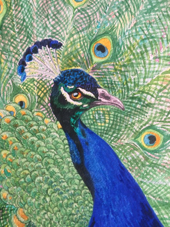 The power of color - peacock