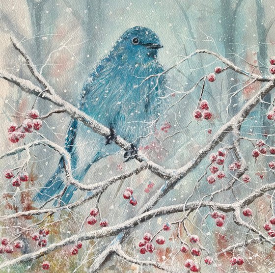 Mountain bluebird
