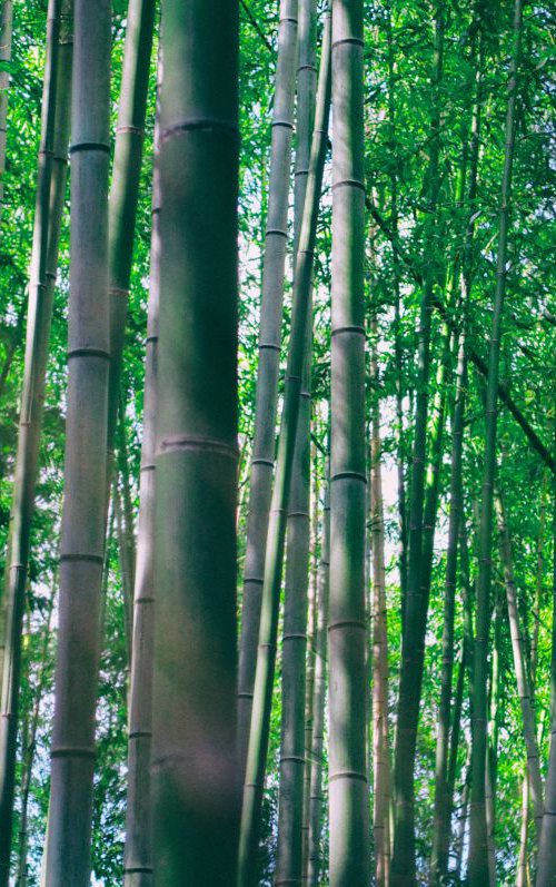 Bamboo Forest #3 by Marc Ehrenbold