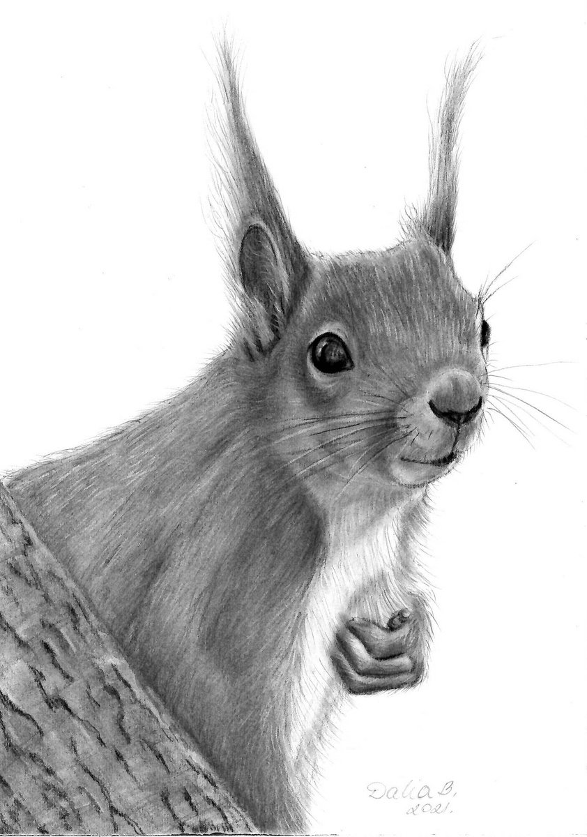 Squirrel by Dalia Binkiene