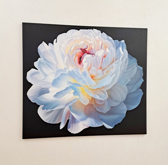 Royal peony