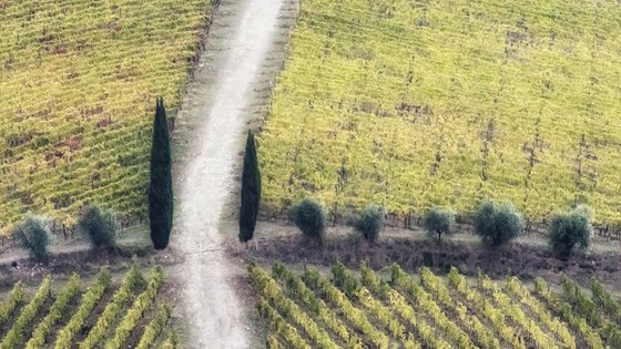 Geometric vineyards