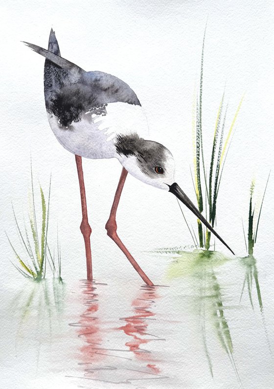 A pair of Black-necked stilt