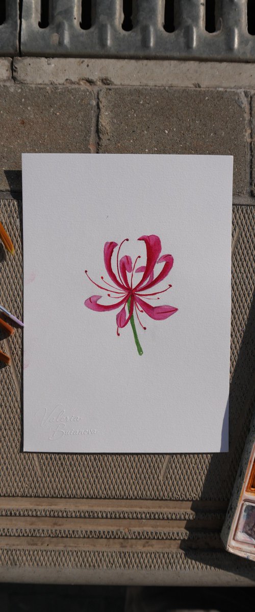 Pink Nerine by Valeria Buianova