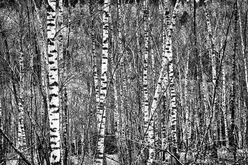 birch grove by Christian  Schwarz