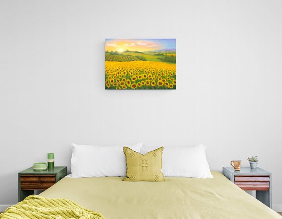 Sunrise on sunflowers