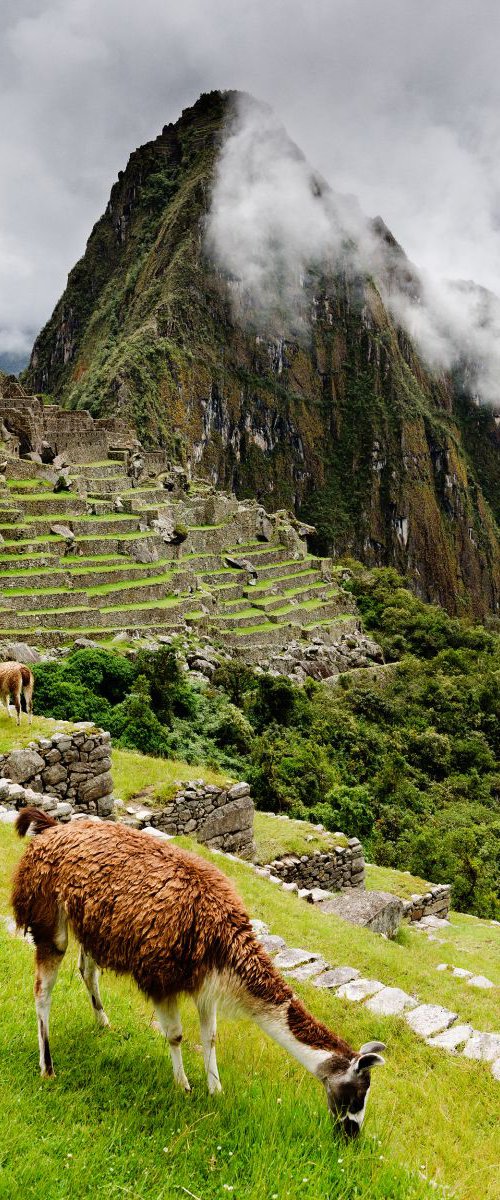 Grazing Llama at Machu Picchu by Tom Hanslien