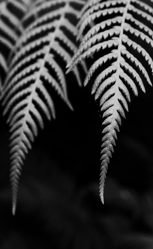 Fern I [Unframed; also available framed] by Charles Brabin