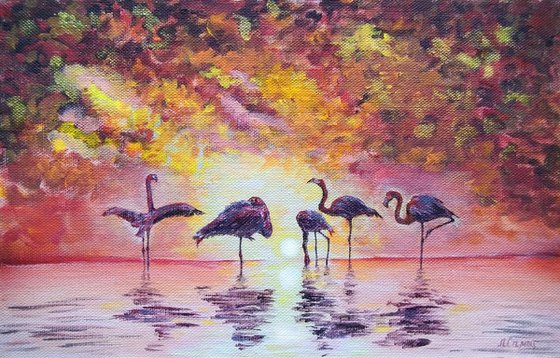 African flamingos at sunrise