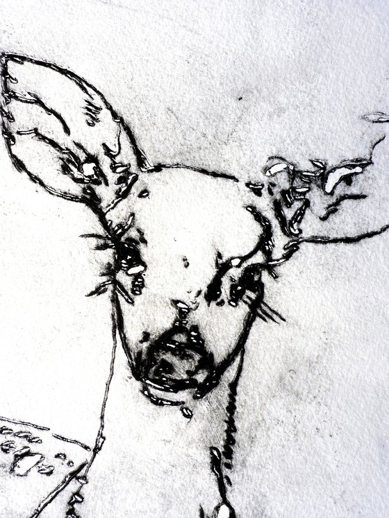 Deer