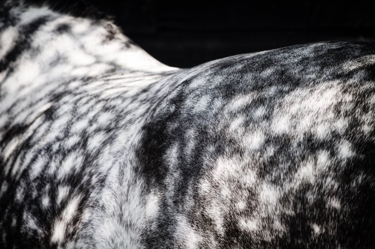 Impressionistic Animal Photograph By Marc Ehrenbold, 40 X 30", Roan, Original Artwork