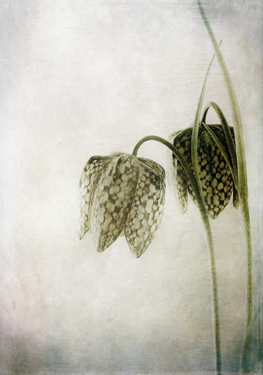 Expressive Botanical Photograph By Sarah Parsons, 12 X 15", Two Fritillaria, Original Artwork