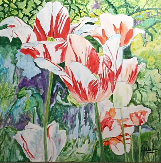 Tulips flowers
