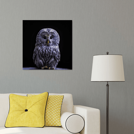 Ural Owl sitting on a ledge
