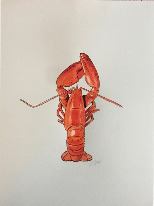Red lobster by Amelia Taylor