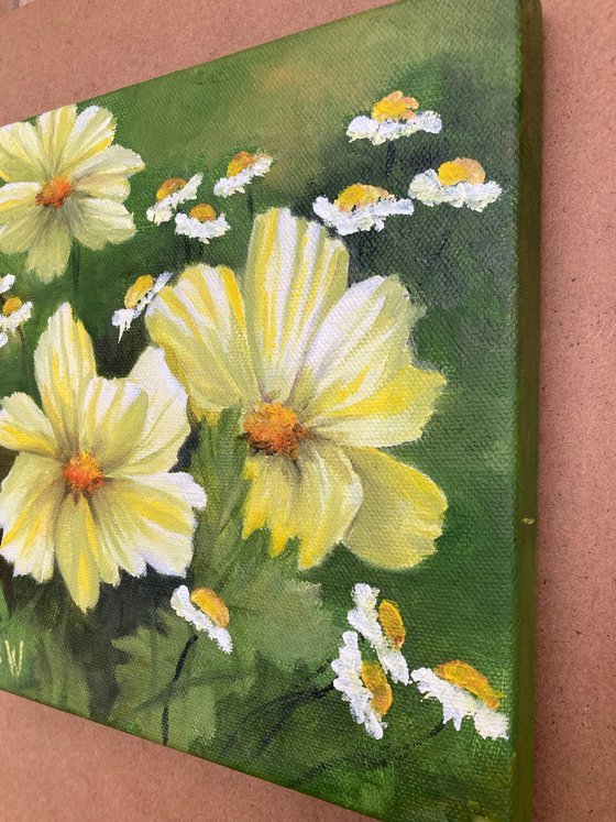 Yellow Cosmos