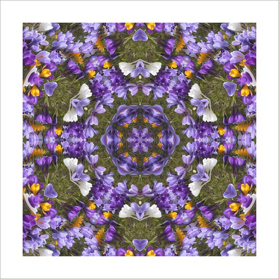 Patterns-Crocus