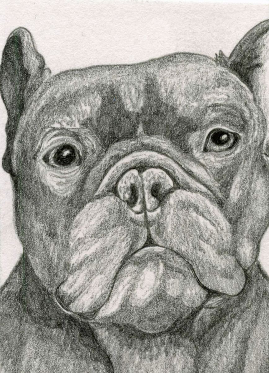 ACEO ATC Original Graphite Pencil Art-French Bulldog Dog-Carla Smale by carla smale