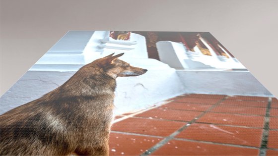 Temple Dogs of Laos No.3