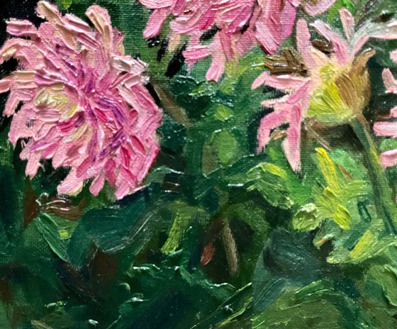 DAHLIAS