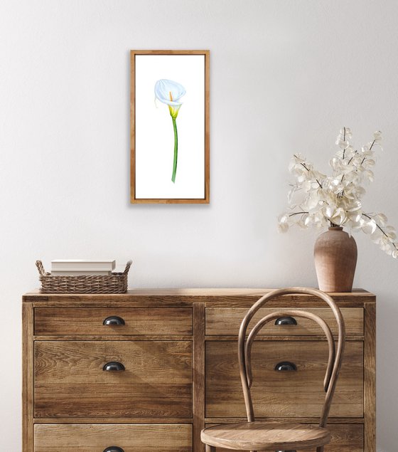 Zantedeschia white. Original watercolor artwork.