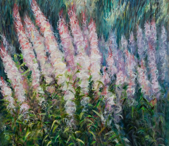 Willowherbs