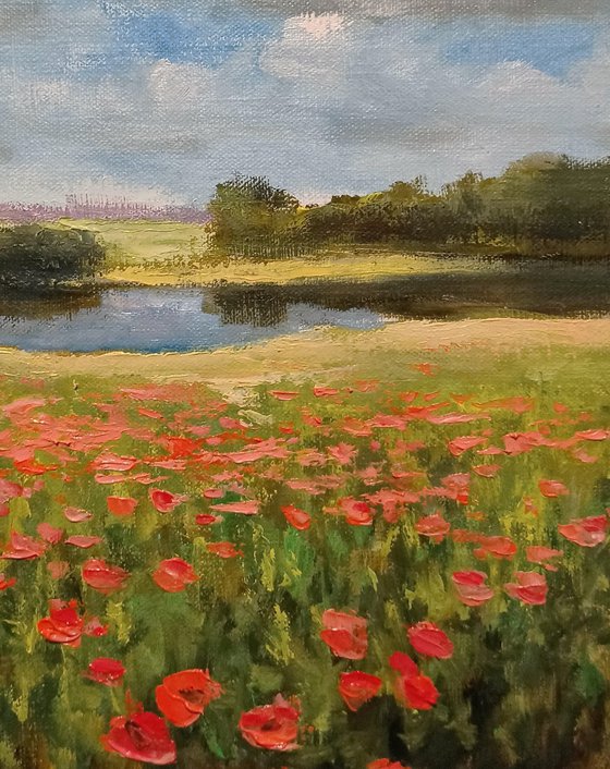 Summer impression. Poppies