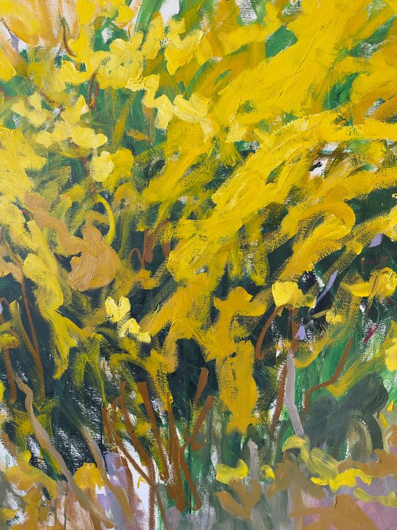 Forsythia in my garden.