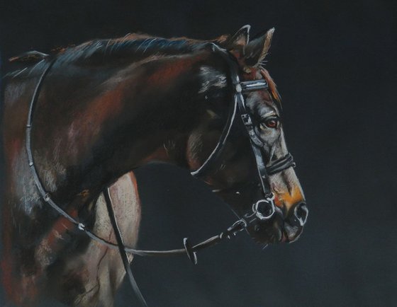 Horse portrait II