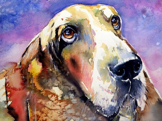 Cute basset hound
