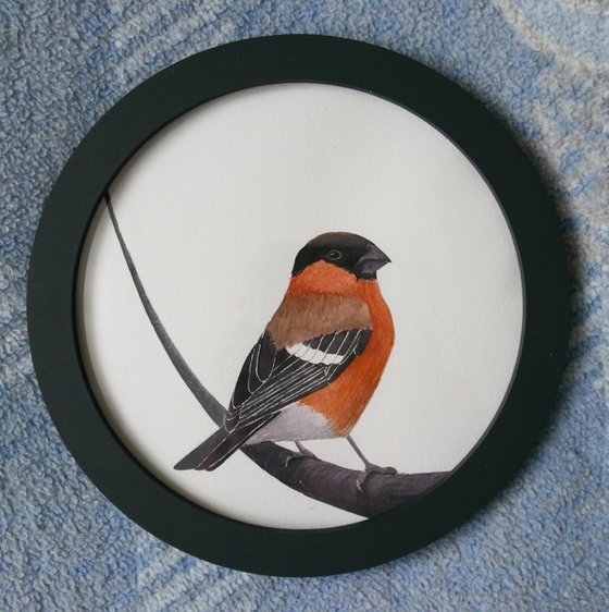 Bullfinch. Part 2