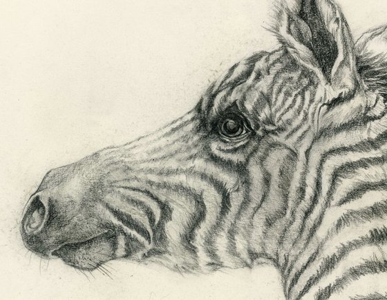 baby zebra drawing