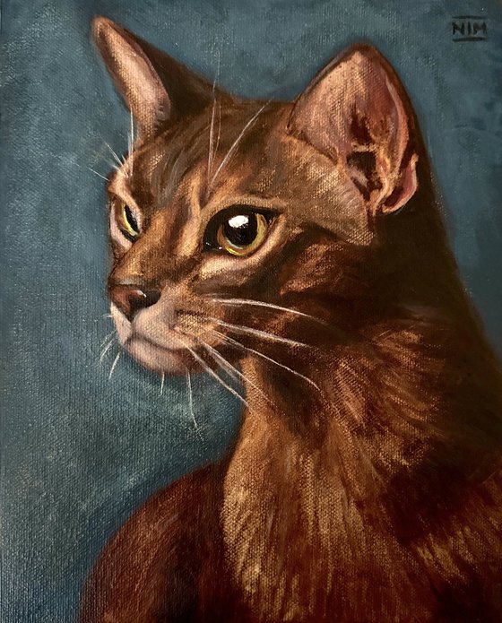Blue Abyssinian Cat