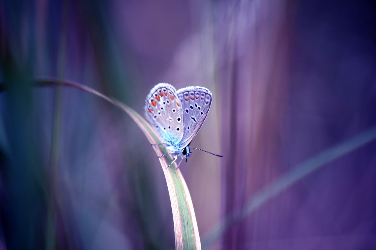 Butterfly dream by Sonja  Cvorovic