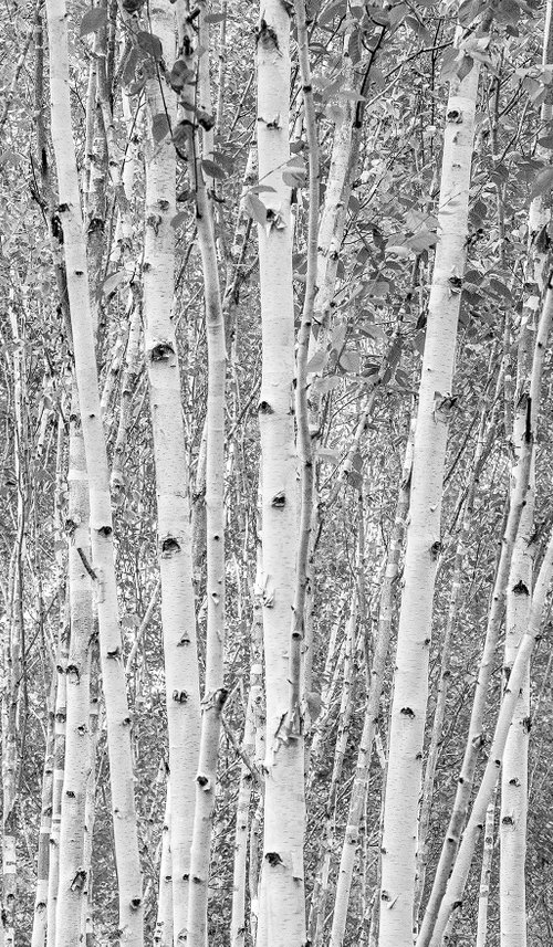 Aspens - Anglesey Abbey Cambridge England by Stephen Hodgetts Photography