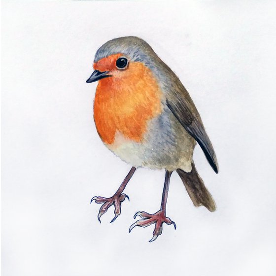 Robin in watercolours