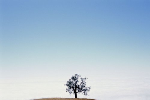 Tree #6 by James Cooper Images