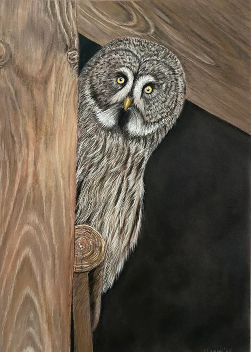 Great grey owl by Maxine Taylor