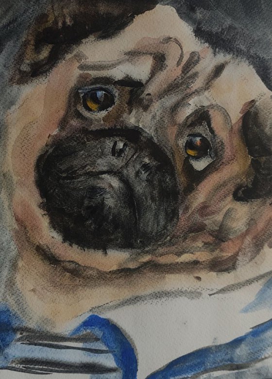 Pug (Mops) Dog