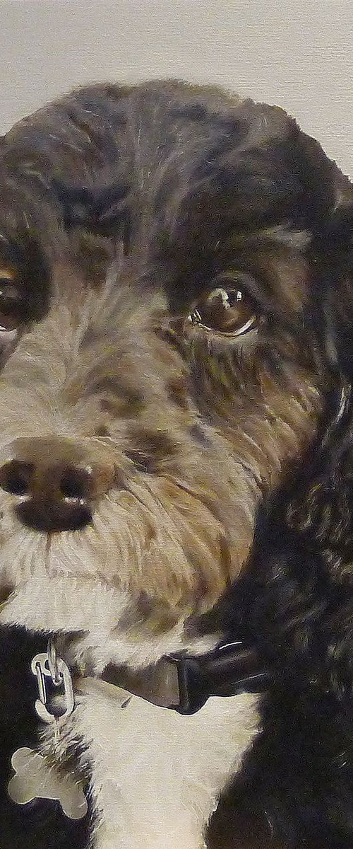 Cockapoo Dog Portrait by Helen Sinfield
