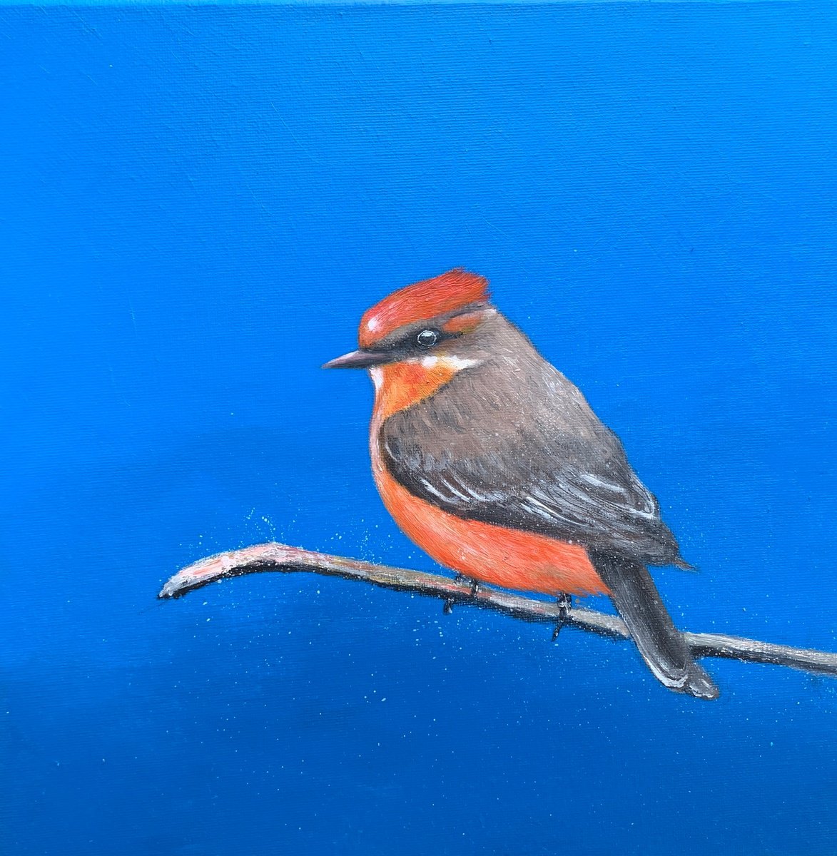 Impressionistic Animal Oil Painting By Laure Bury, 12 X 12", Vermilion Fly Catcher, Original Artwork