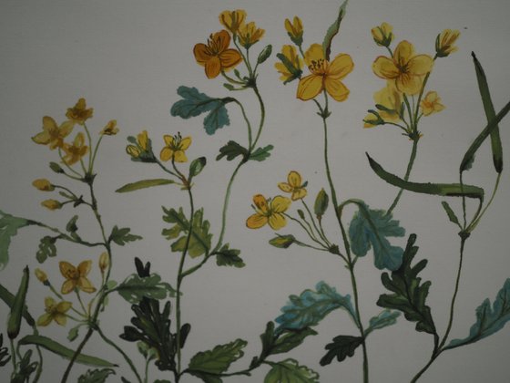 Celandine - a series "Overgrow but cannot heal"