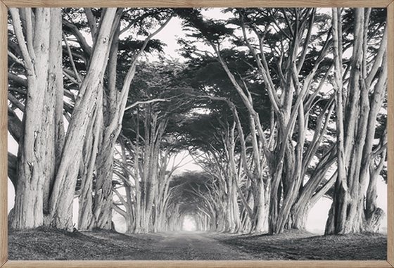 Cypress Tree Tunnel in Black & White