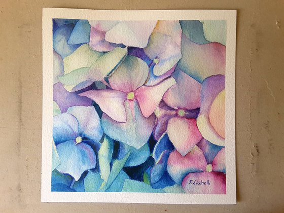 Hydrangea n.5