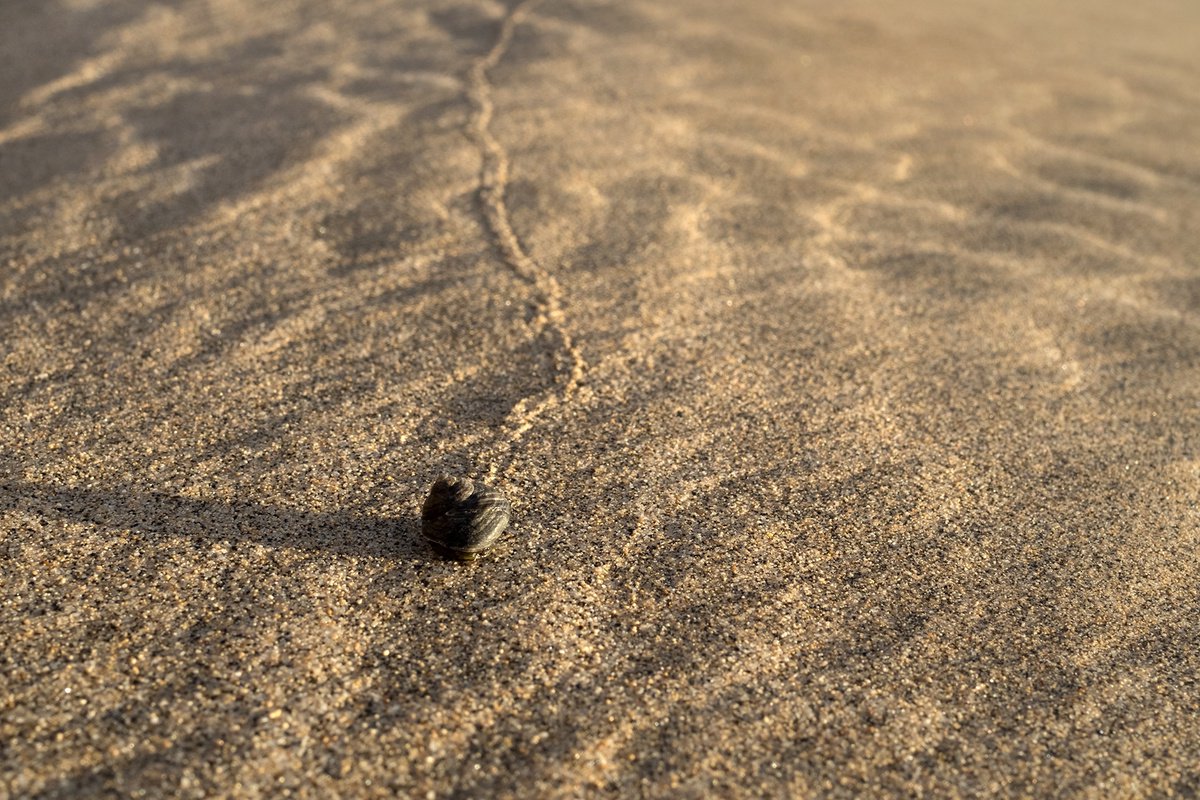 Desert snail by Jacek Falmur